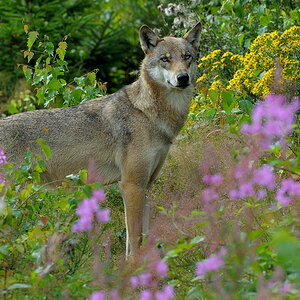 DSC 0625 bearbeitet klein