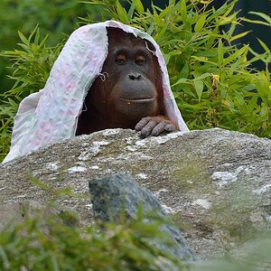 Orang Utan