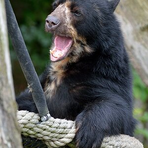 Brillenbär