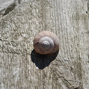 Schnecke