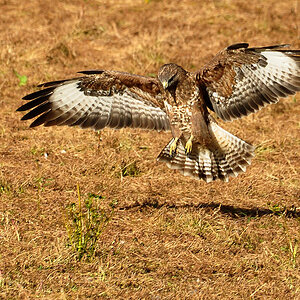 DSC 7806 M Bussard 1000 2