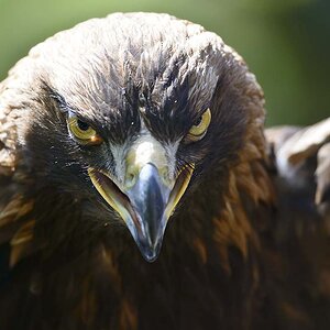 vogel