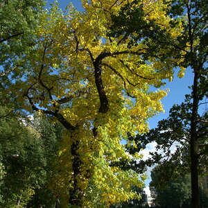 Wöhrder Wiese