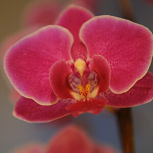 Unsere neue Orchidee