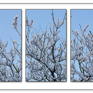 Collage1