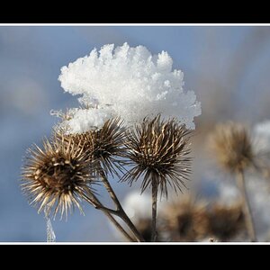 Blume mit Schneehut