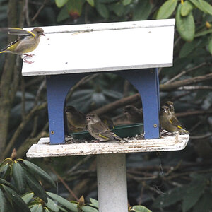 vogel 3
