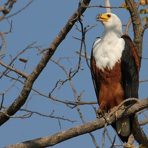 Schreiseeadler, Okavango, Ausschnitt und nachgeschärft in Adobe Photoshop