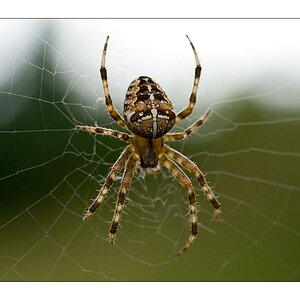 Kreuzspinne auf Rügen