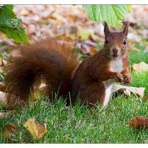 Eichhörnchen im Stadtpark