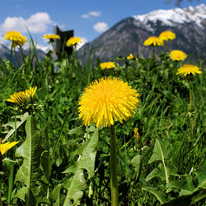 blumenwiese am Achensee, Tirol