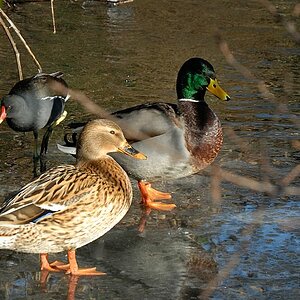 enten