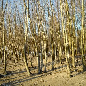 Mangrovenwerth