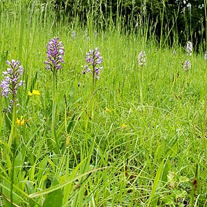 Orchideenwiese Ausschnitt