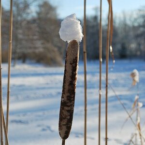 Zuckerwatte