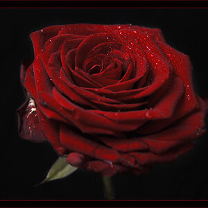 Rose Rahmen