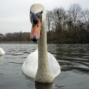 Schwan0182