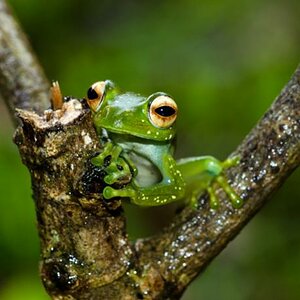 Montagne d` Ambre - Frog