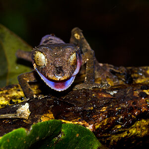 Montagne d` Ambre - Uroplatus
