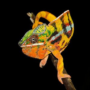 Pantherchamäleon - Furcifer pardalis