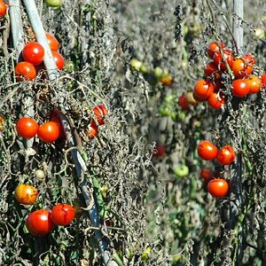 tomaten