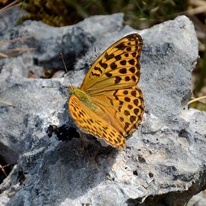 Schmetterling