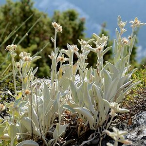 Edelweiss