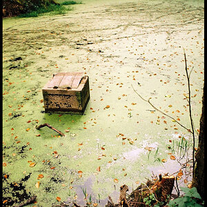 Teich im Wald