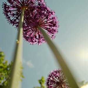 blume