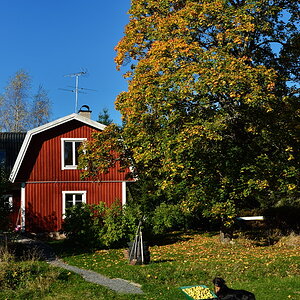 Bilbo Edda skottkärra höst DSC 6215