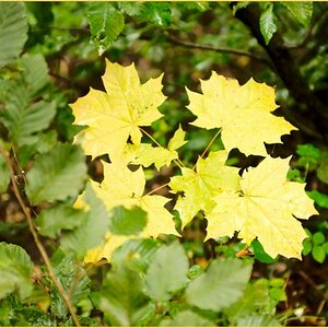 Blätter im Herbst
