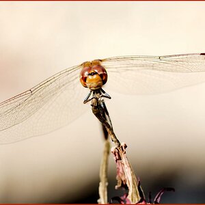 Libelle I