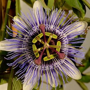 Passionsblume