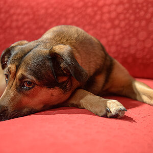 rotes sofa3