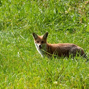 Fuchs im Müritz Nationalpark
