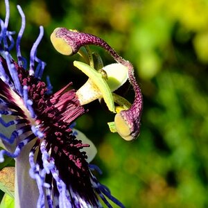 Passionsblume II