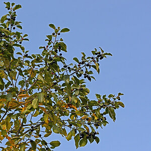 ND8 2171 1000