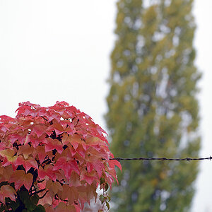 ND8 2646 1000