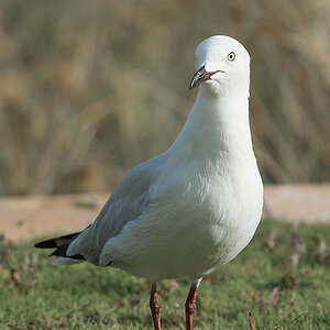 möwe