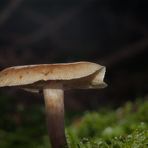 Pilz 4a