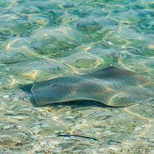 rochen