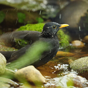 DSC 6615 Amsel badet ooC 1000