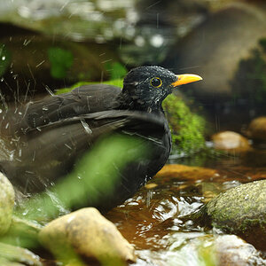DSC 6616 Amsel badet ooC 1000