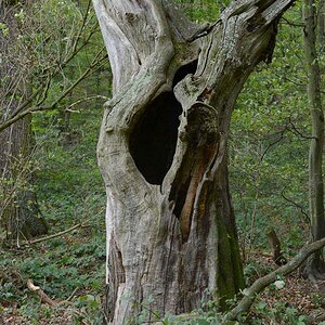 Ein Baum