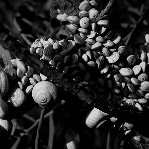 schnecken