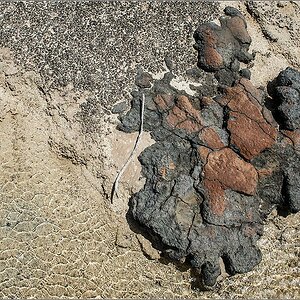 shark bay1