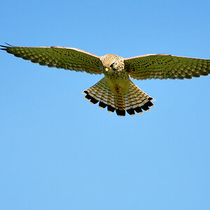 DSC 7695 Falke b