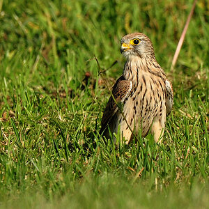 DSC 7414 Falke_Portrait