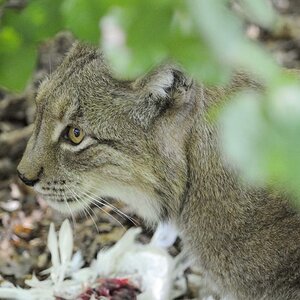 Luchs 3