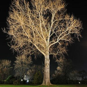 Baum 3 033